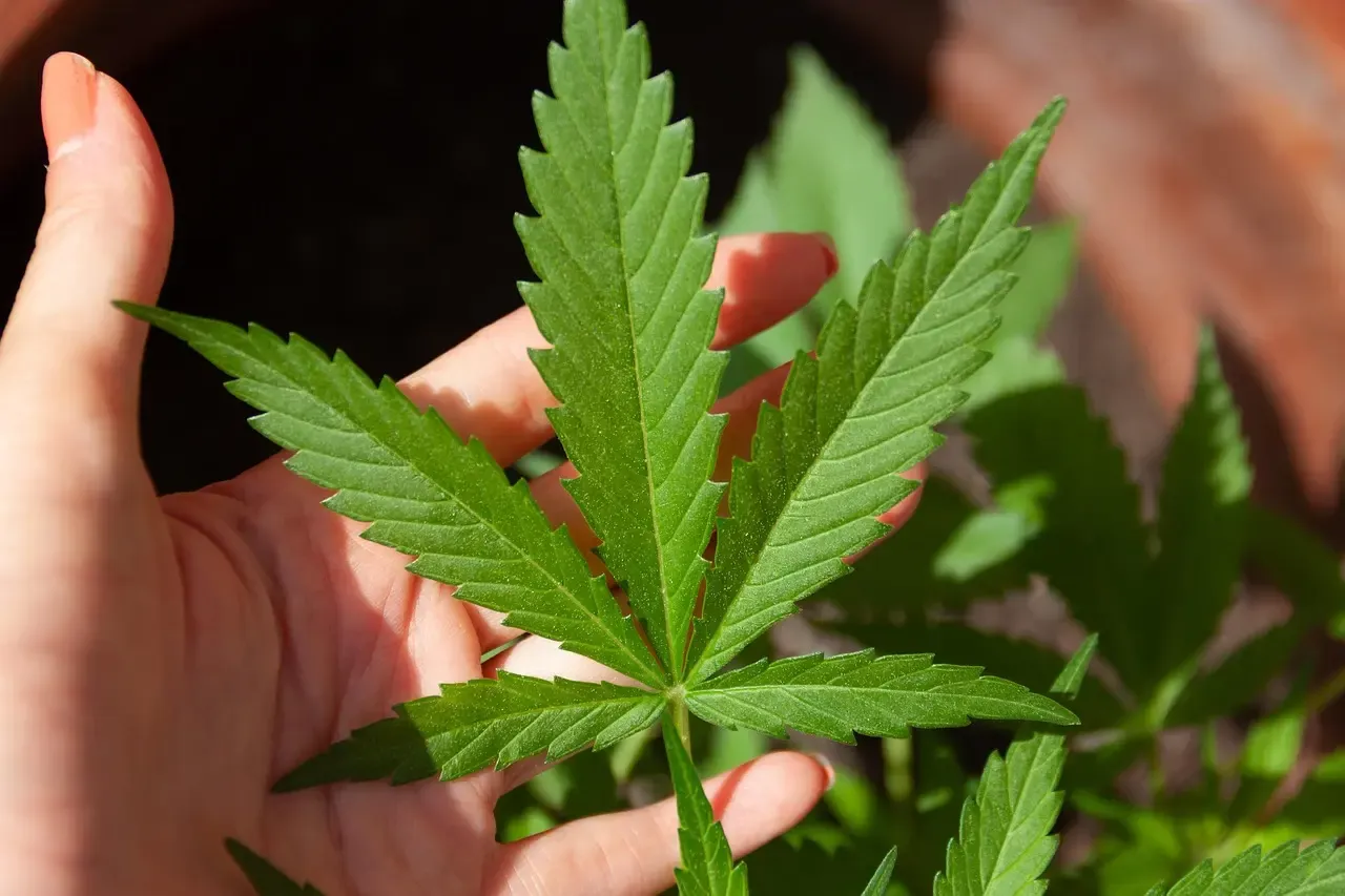 Cannabis 101: Your Starting Guide